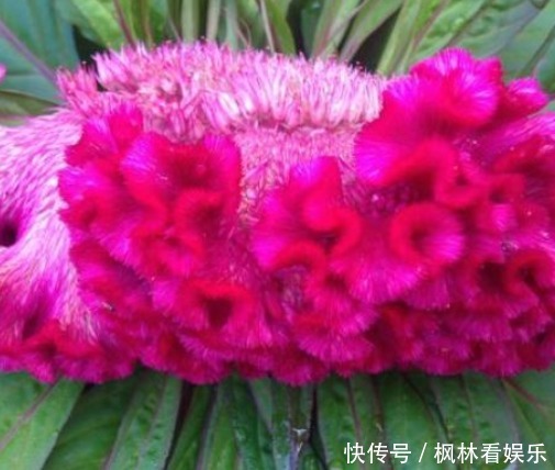 農(nóng)村路邊一種野花,價值珍貴,藥用價值高,營養(yǎng)價值高