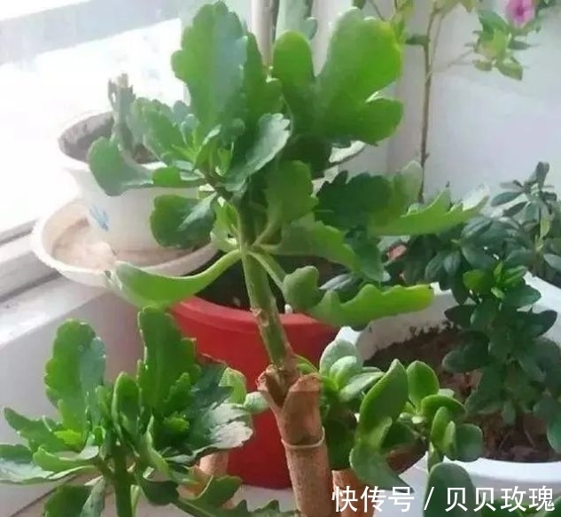 长寿花不好养,这样嫁接,以后不烂根,不黑腐,花开多爆盆