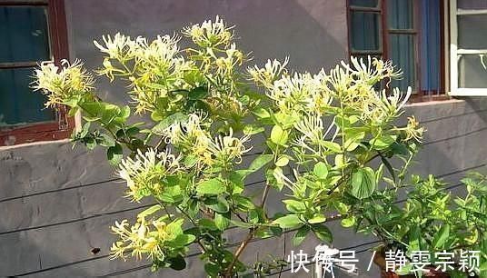 这“3种花”不仅好养、开花美，还能除螨去味，养上10盆都不够