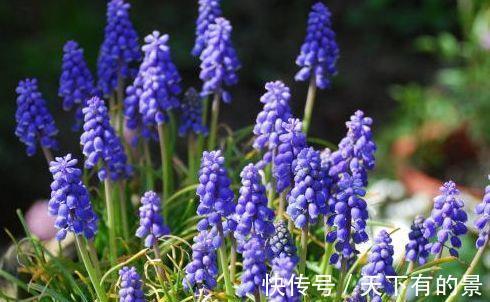 溴甲烷|农历7月5日开始,养花养个耐看的,花色繁多,花型奇特美丽