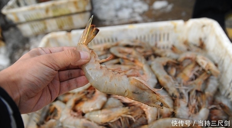 保存大虾不能直接冻冰箱老渔民教你3招,1年不坏,和鲜虾一样