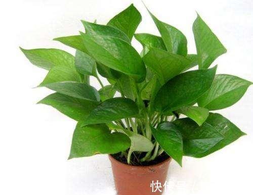 绿萝秋天怎么养护注意几点,不黄叶不烂根,叶片疯长爆盆