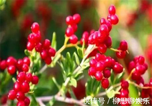 衰老|想长寿全靠吃,4种食物离不开,美容养颜、抵抗衰老