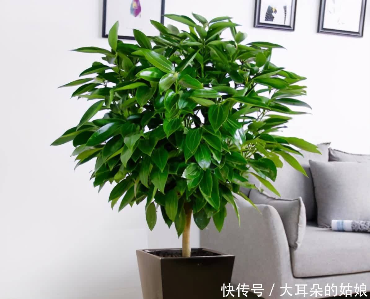 客厅|客厅养花，建议爱花人养3种，个个添好运