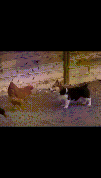 |搞笑GIF:这没什么好笑的,只想告诫大家开车一定要慢,一定要注意安全