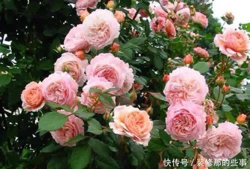 新手养月季常犯了5个错误，及时避免少走弯路，开出层叠群花！