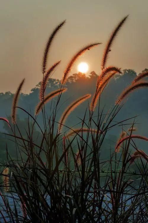 中年|芦苇荡，秋草黄，暮秋好风光