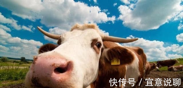 食草动物|牛只吃草,为啥长出一身肌肉,其中蛋白质从哪里得来?