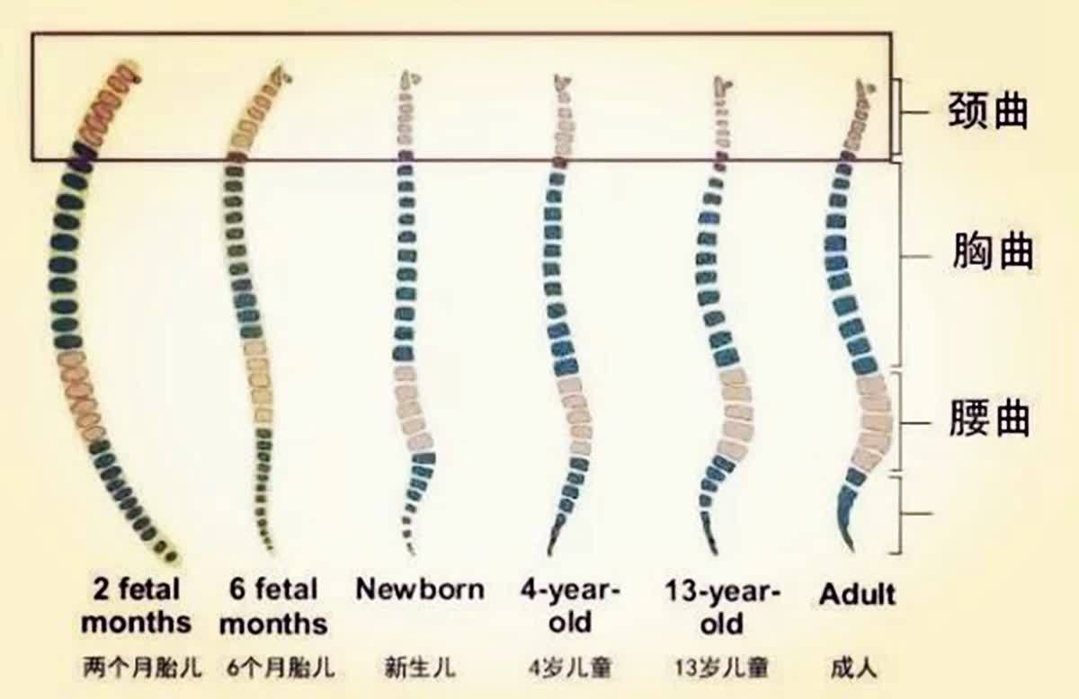 小贝|宝宝多大才能睡枕头?过早使用不仅影响睡眠和发育,还会伤娃健康