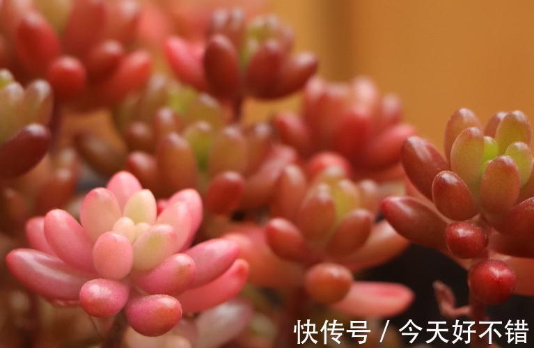 多肉植物爆盆的6个小技巧,养护多肉简单实用,让肉肉越长越密