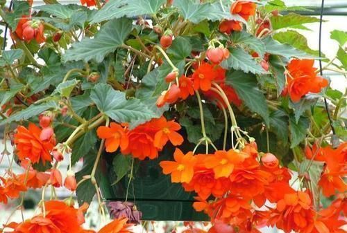 叶片|这4种花,耐阴、好养活,室内都能开哟!