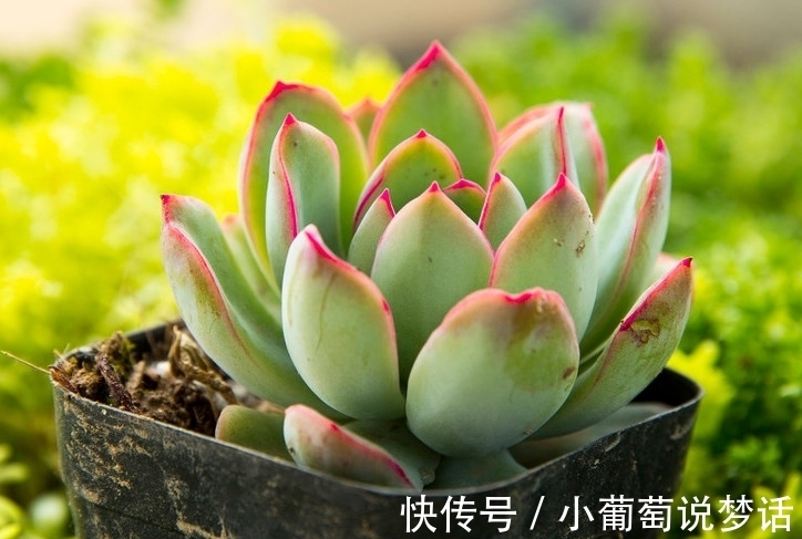 怎样让多肉植物上色更美