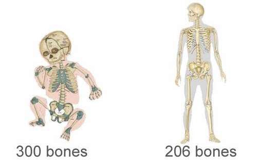 成人|婴儿的骨头比成人多100多块，成年后却消失了，它们去哪了？