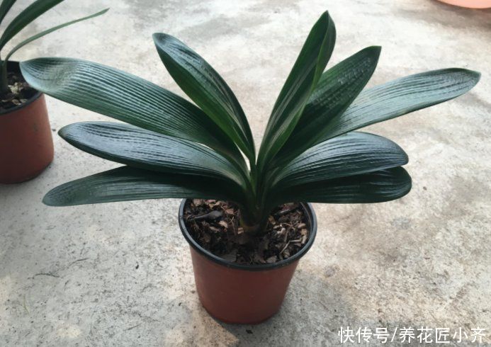 君子兰叶子残缺长“疤”,平时管住手,做好3点,养出“大扇面”