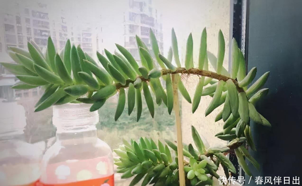 冬天养多肉,3个“不小心”,个个“徒成狗”?砍头才是硬道理