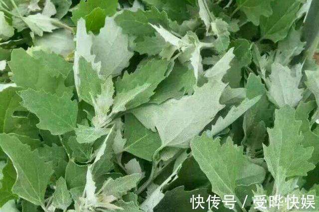 野灰菜|误以为有毒不敢吃,农民见到就铲除,其实营养丰富,一斤高达15元