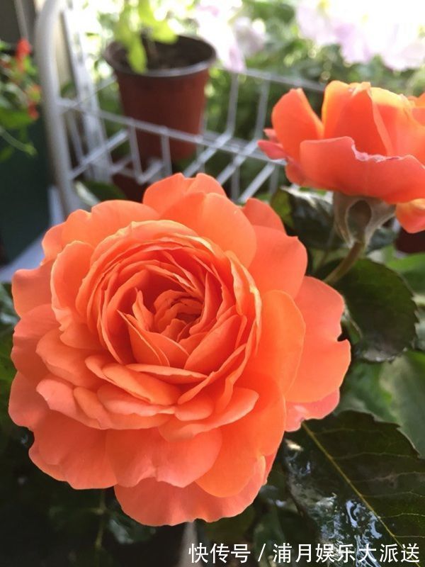 天竺葵|“优良月季”土星王阳台，丰腴婀娜，美丽怡人，开花很容易爆盆