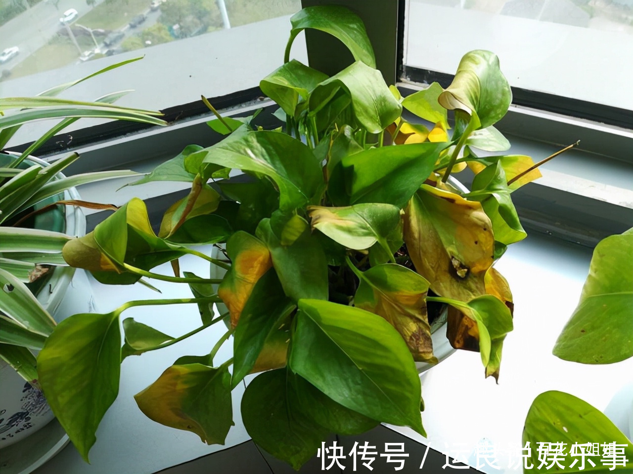 5种花,懂花的人不在家里养,会被嘲笑“没品位”