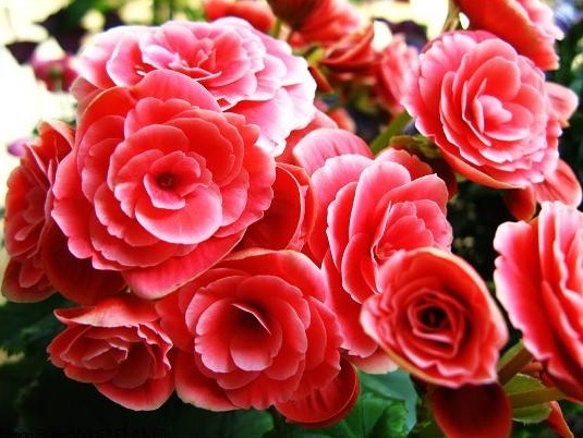 海棠花中“最美的”3种,好养易活,养几盆在家,花开全年赏不停