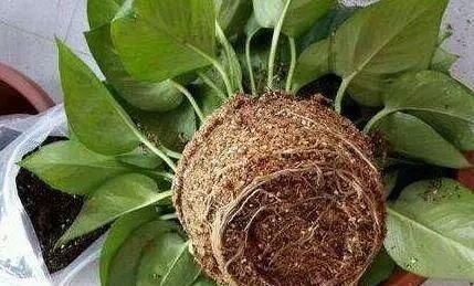 养花不懂换盆?永远等不到植物开花,养一盆黄一盆!