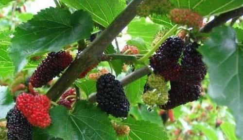 美容養(yǎng)顏|想長壽全靠吃，3種食物離不開，明目潤肺，美容養(yǎng)顏，好處多多