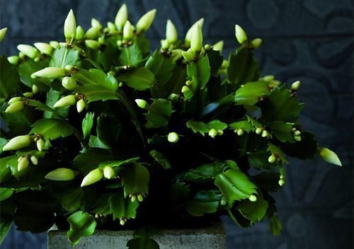 蟹爪兰开花小技巧,抓住几个重点,每片叶片都能冒花苞,花期还长