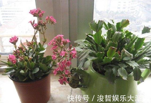 长寿花和蟹爪兰可以做邻居吗原来这么“养”，枝叶茂密花开不断
