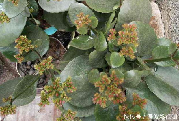 冬日长寿花开完花后,马上动手做4件事,10天就能迎来下一波花