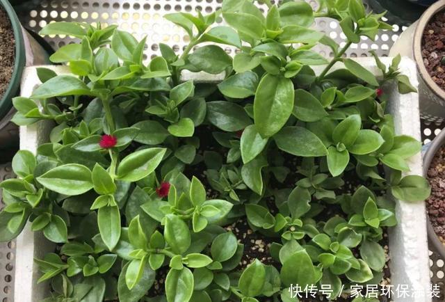 养花人的奋斗目标:该怎么实现养花省钱环保?从巧用它们开始