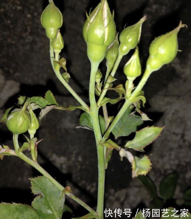 金满枝|气温升高,月季花越开越小?知道5个原因,就能开大花了