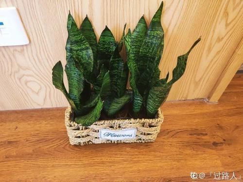 一叶兰|低于5度,6种花一整个冬天不浇水,也能照样活!