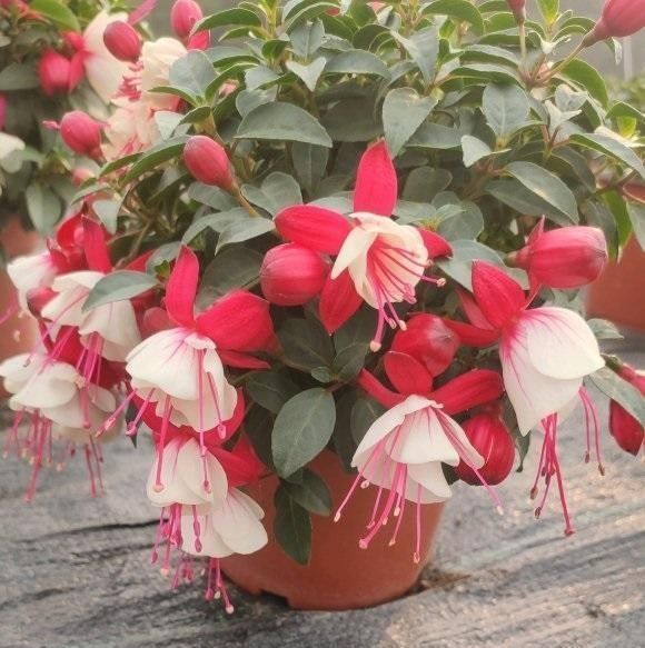 阳台养花,必备1盆灯笼花,开花200天,秋冬季节也能爆开