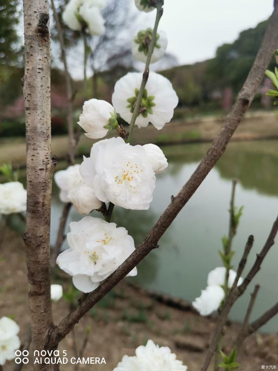 到江南第一松赏花