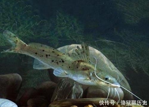 比甲鱼营养,一斤卖到300元,被誉为“淡水鱼之王”,却常被嫌弃