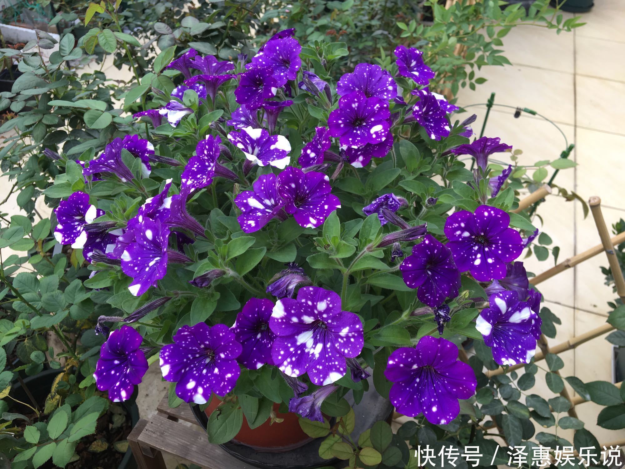 漂亮|夏季最好养的花，丢土里就能活，春节时开花，花朵漂亮，花香四溢