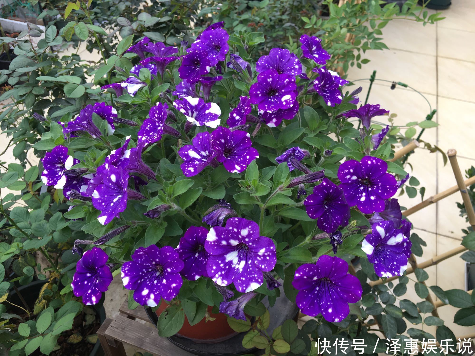 漂亮|夏季最好养的花,丢土里就能活,春节时开花,花朵漂亮,花香四溢