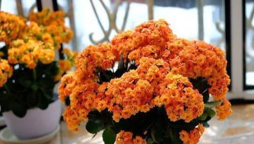 4月长寿花开败后,满足一个条件,憋出满盆花