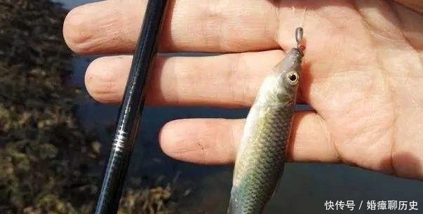 钓鱼二十年，如今才晓得，这三种鱼情的用漂“办法”，学会别外传