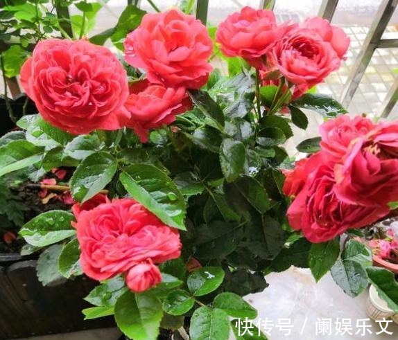 枝条|养月季花小苗,用3个“小技巧”,蹭蹭长侧芽,一次开花就爆盆