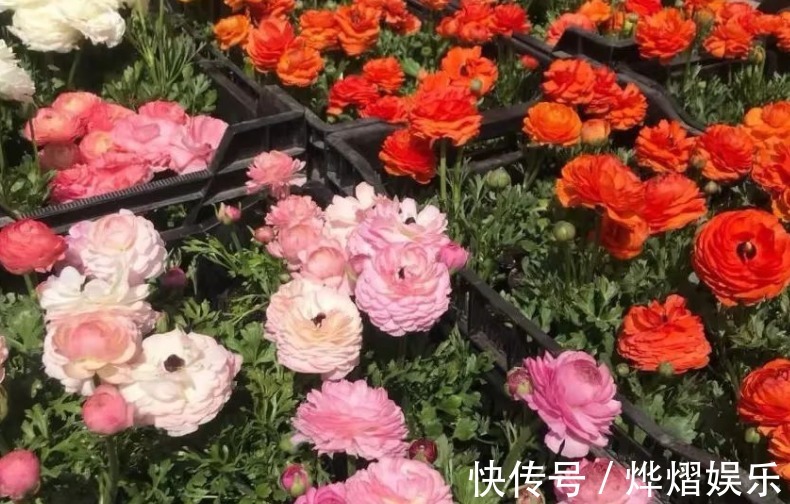 毛茛|家庭养花成片种花毛茛,调剂好这3大因素,一开就一片花