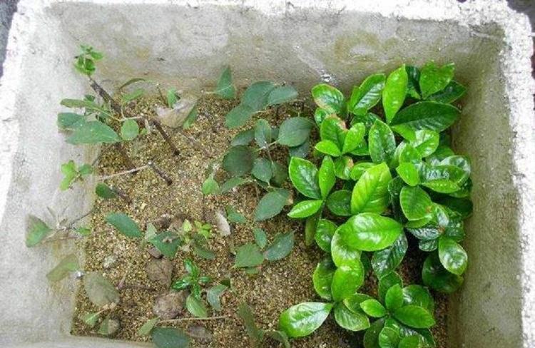 分享2个冬天扦插的小方法,10种花现在扦插正当时,生根快又壮