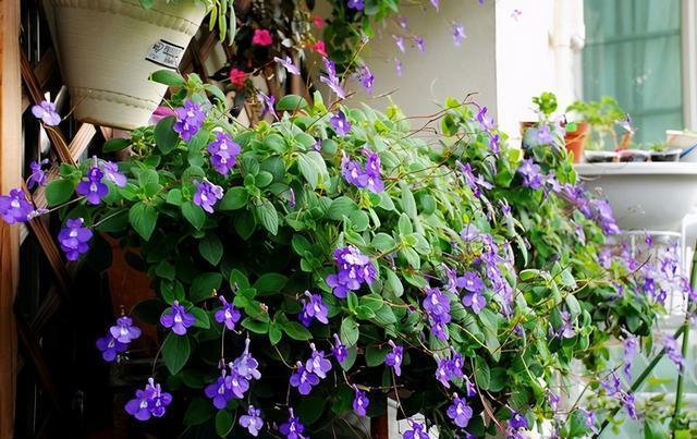 美女|春节过后种此款小花,花大服盆快,满屋飘香,好养易活胜菊花