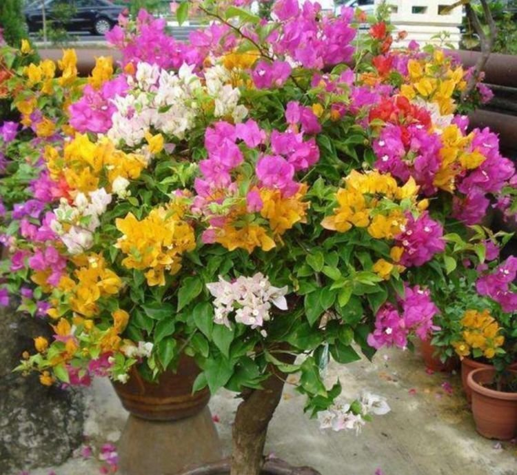 三角梅|聪明人都养4种花，沾土就活，开花又大又艳，比牡丹美，比绿萝好