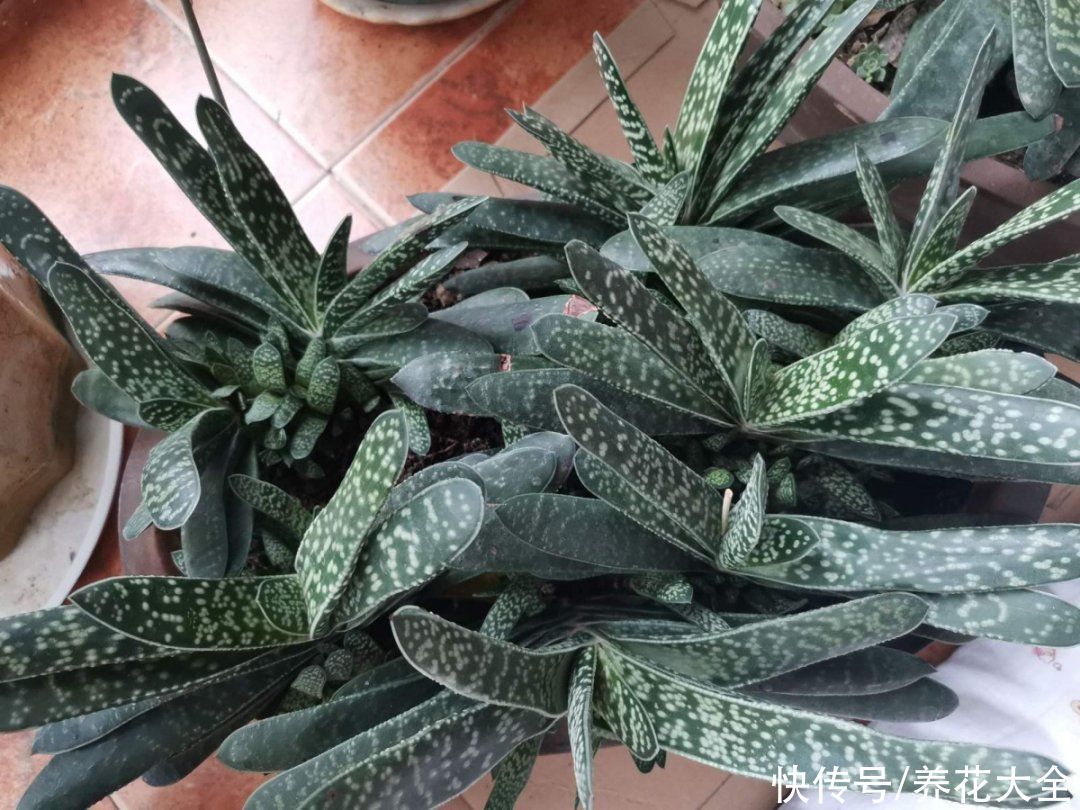 7种“落地生根”花，春天多插几棵，成活率特别高