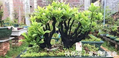 养花万能水,每月用2次,补水补养分,还不用施肥!