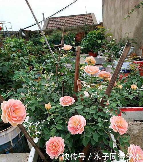 泡沫板|家里的泡沫盒别乱扔,拿来养花用处多,后悔以前全扔了