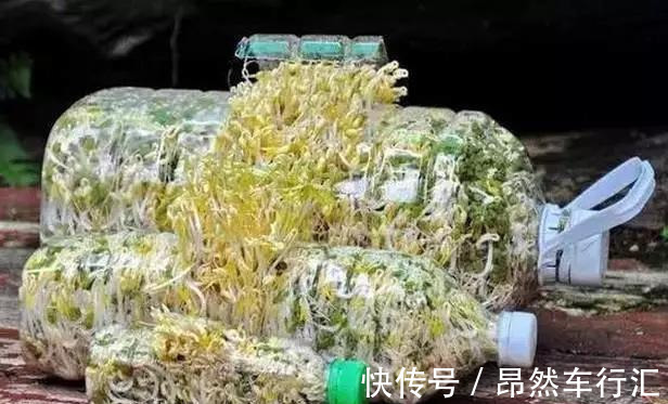 小菜园|养花技巧:一个油桶胜过两花盆,种菜养花好用又省钱!