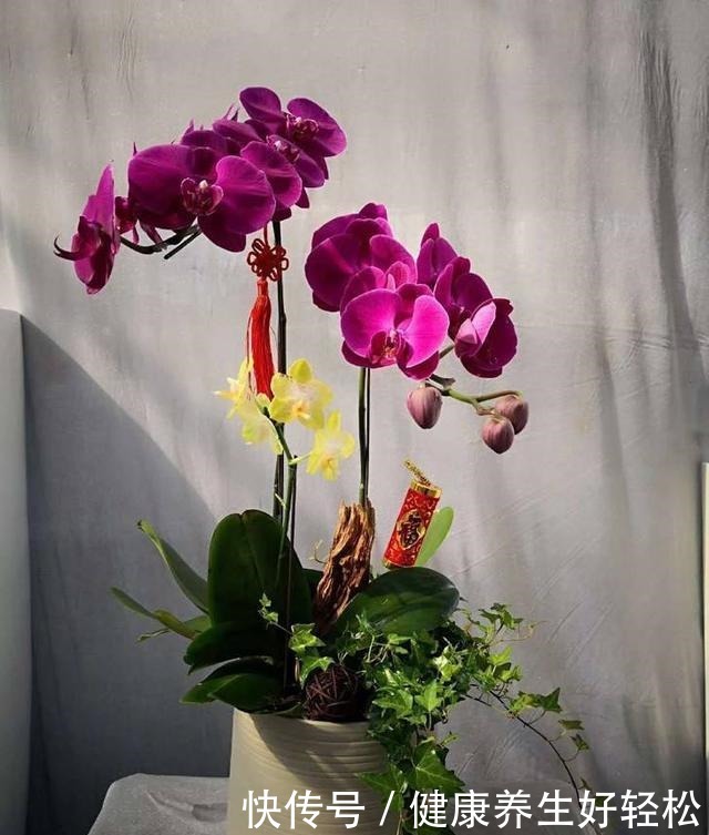 这3种花夏天一定要远离阳台,否则晒几个小时就会枯萎,满盆黄叶!