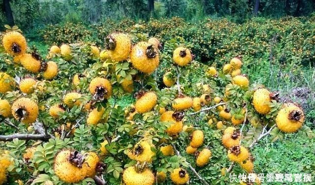 采摘|果实长满了小刺,却香甜如蜜糖,现在正逢采摘季节,别错过