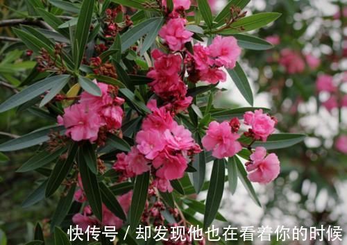 汁液|这3种花卉终将被淘汰,好看是次要的,关键是有毒